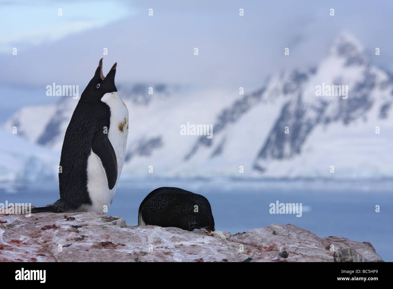 Antarctica, Peterman Island, Adelie Penguin (Pygoscelis adeliae) Stock Photo