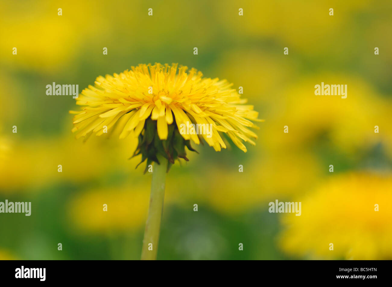 Dandelion (Taraxacum officinale), close-up Stock Photo