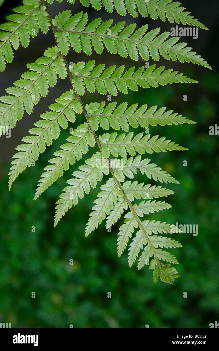 Featured single leaf of a Scaly Male Fern, situated in a shady wood area latin name Dryopteris abbreviata Stock Photo
