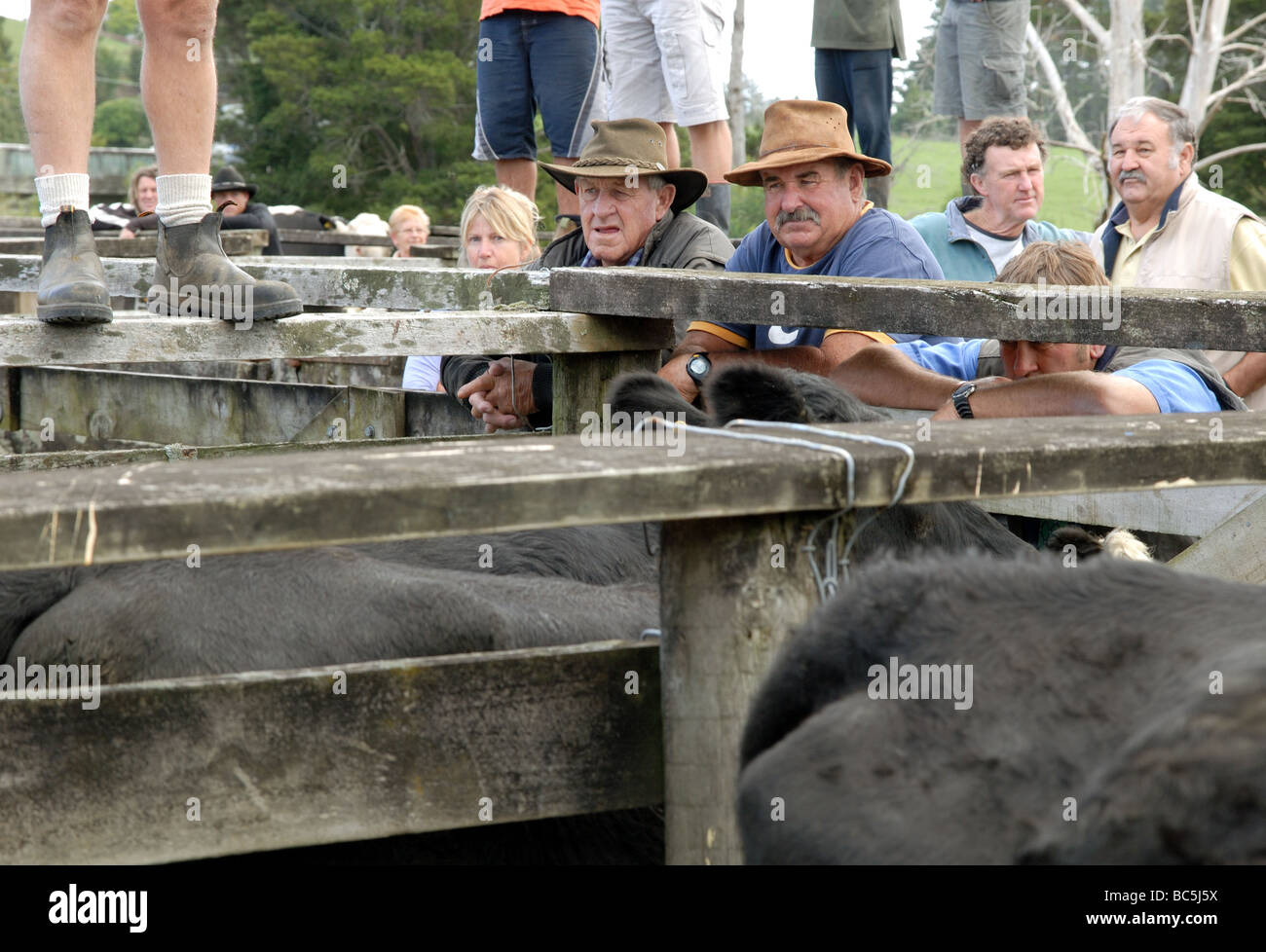 A livestock auction on the Coromandel, New Zealand Stock Photo Alamy