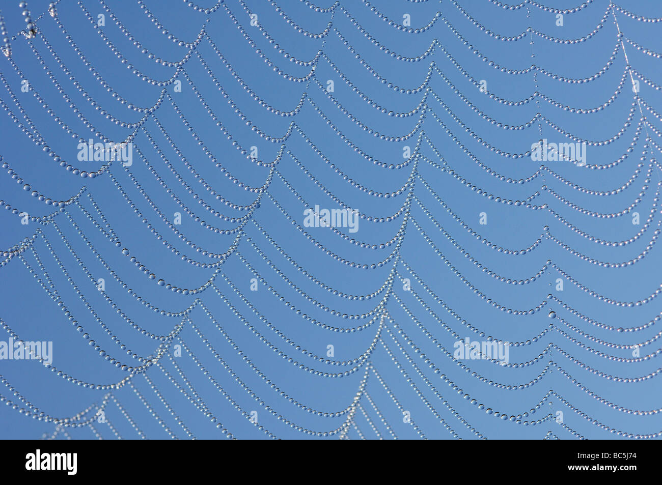 Spider web with dew drops against blue sky Stock Photo