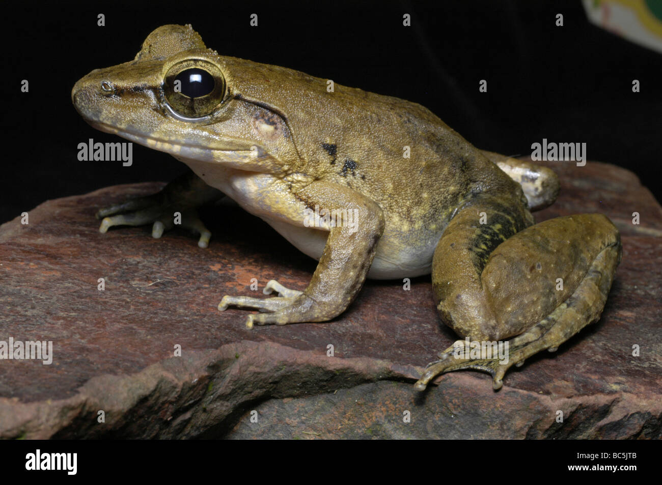 Borneo Giant Frog, Limnonectes leporinus, sitting on a leaf Stock Photo