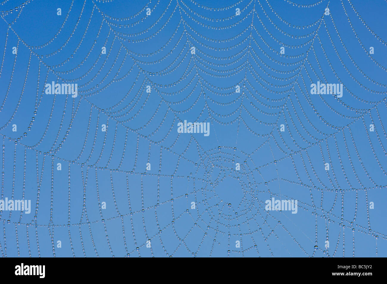 Spider web with dew drops against blue sky Stock Photo