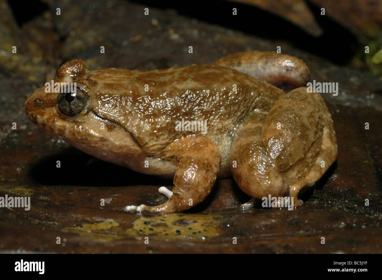 Kuhl's Creek Frog, Limnonectes cf. kuhlii, on the damp forest floor Stock Photo