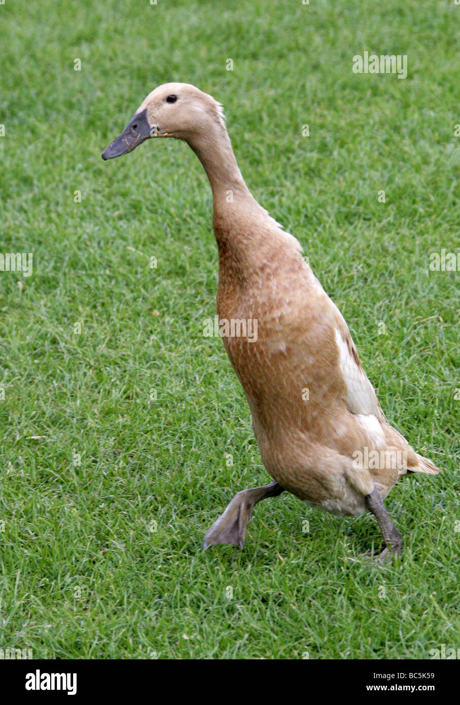 Buff Indian Runner Duck, Anatidae, Anseriformes Stock Photo