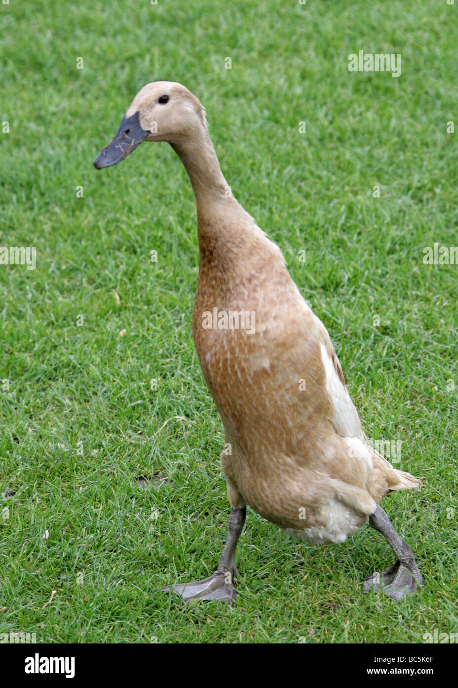 Buff Indian Runner Duck, Anatidae, Anseriformes Stock Photo