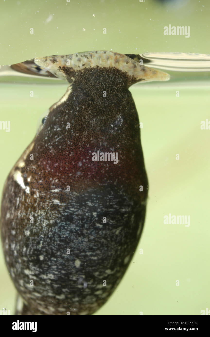Tadpole of Malay Horned Toad, Megophrys nasuta, with a funnel mouth to feed on surface film particles Stock Photo