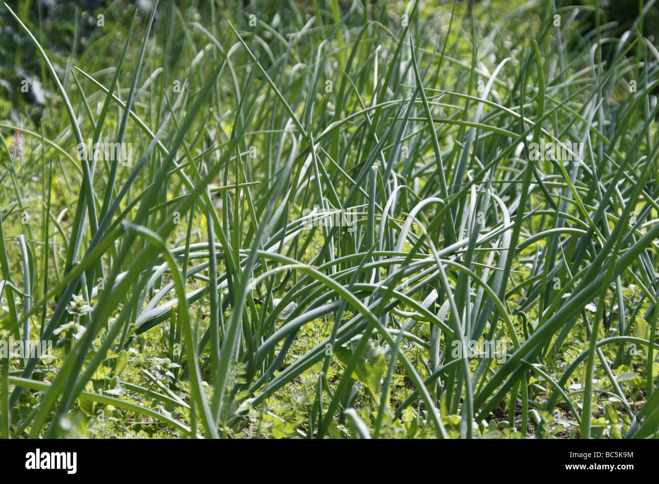 spring onions type vegetables growing in garden field Stock Photo Alamy
