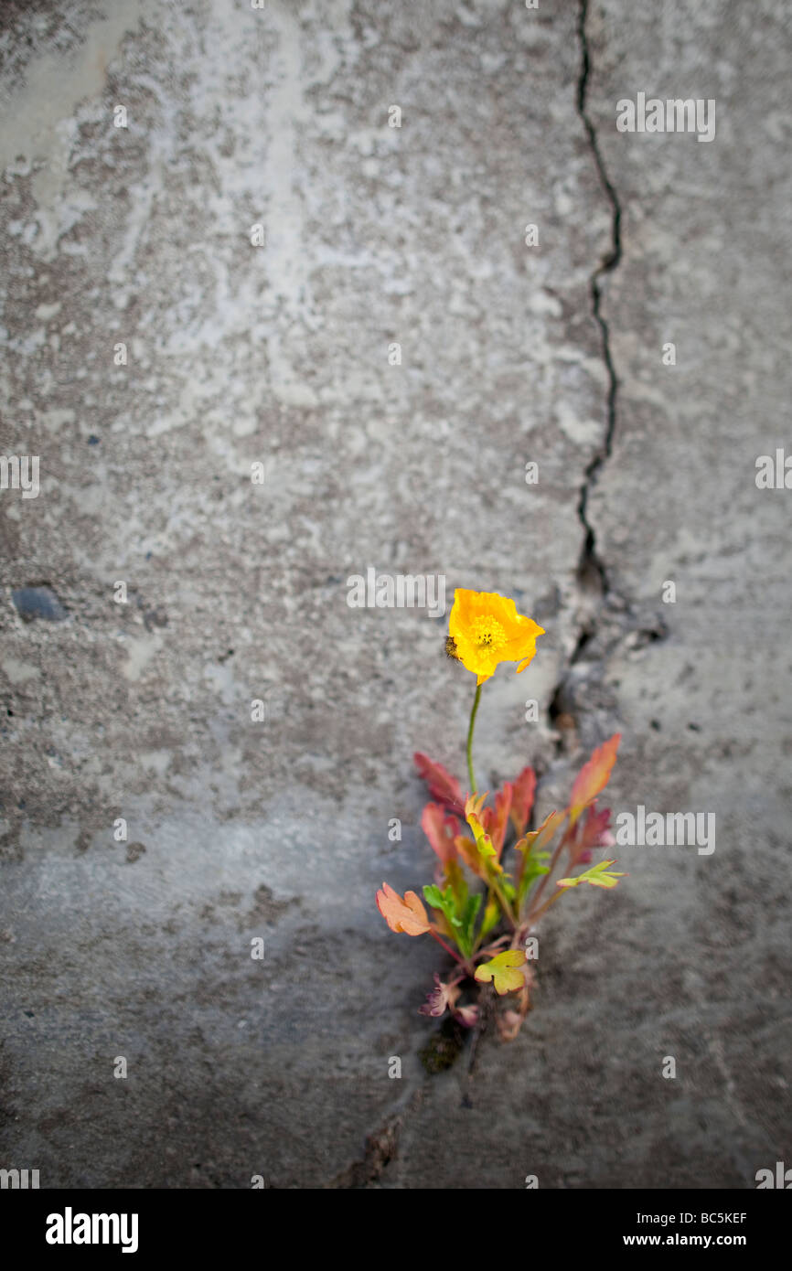 A flower clings to a crack in a wall Stock Photo Alamy