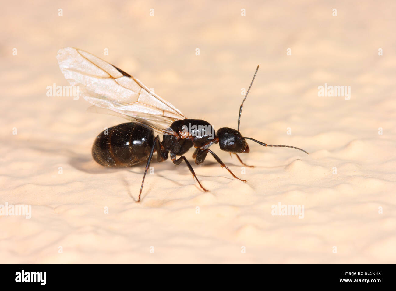 European Harvester Ant, Messor barbarus. Winged queen Stock Photo