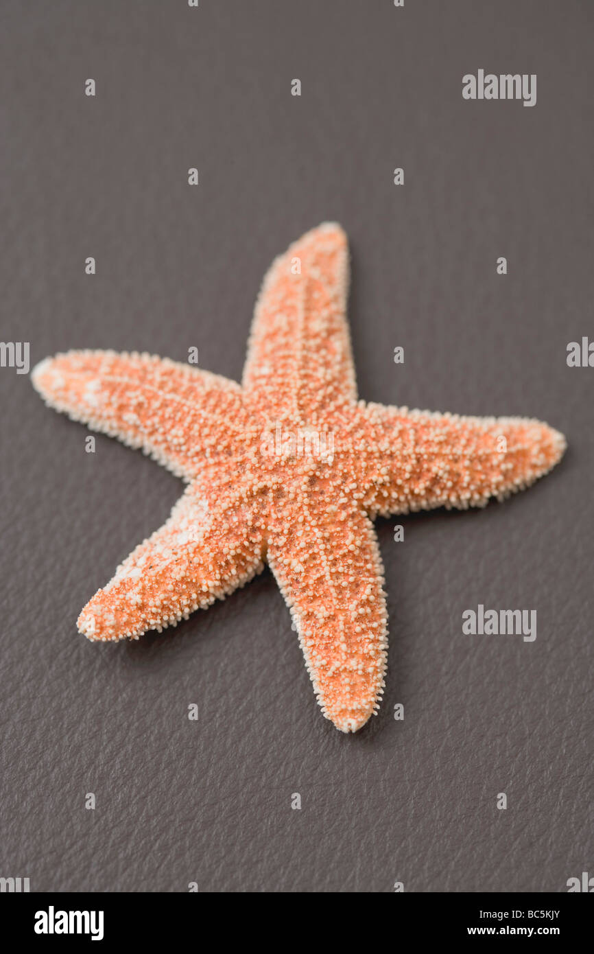 A starfish on brown (coloured background) - Stock Photo