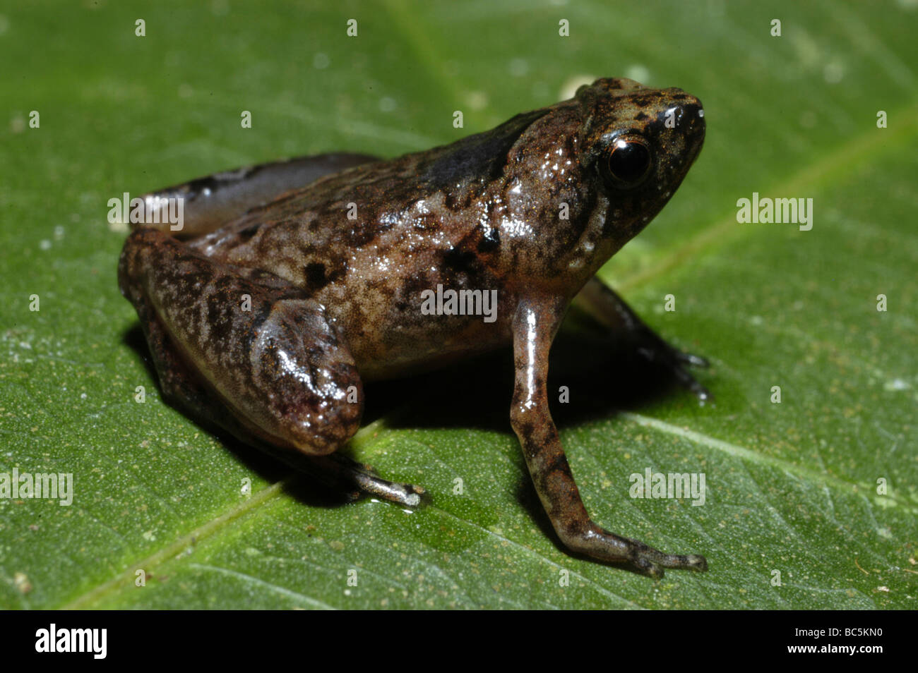 Kapit Rice Frog, Microhyla petrigena, sitting on a leaf Stock Photo