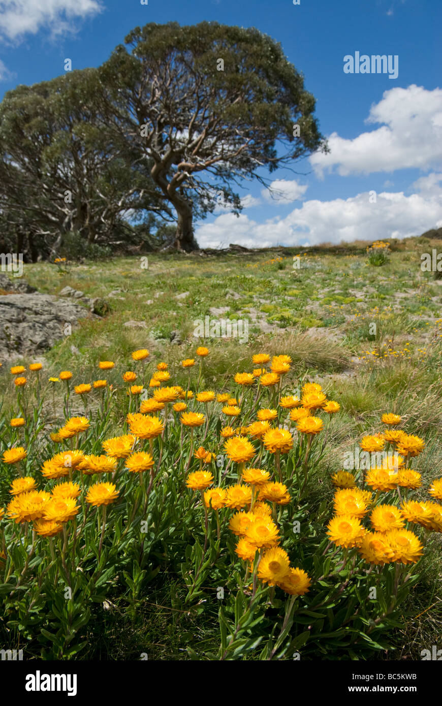 Summer daisies and snow gums Stock Photo