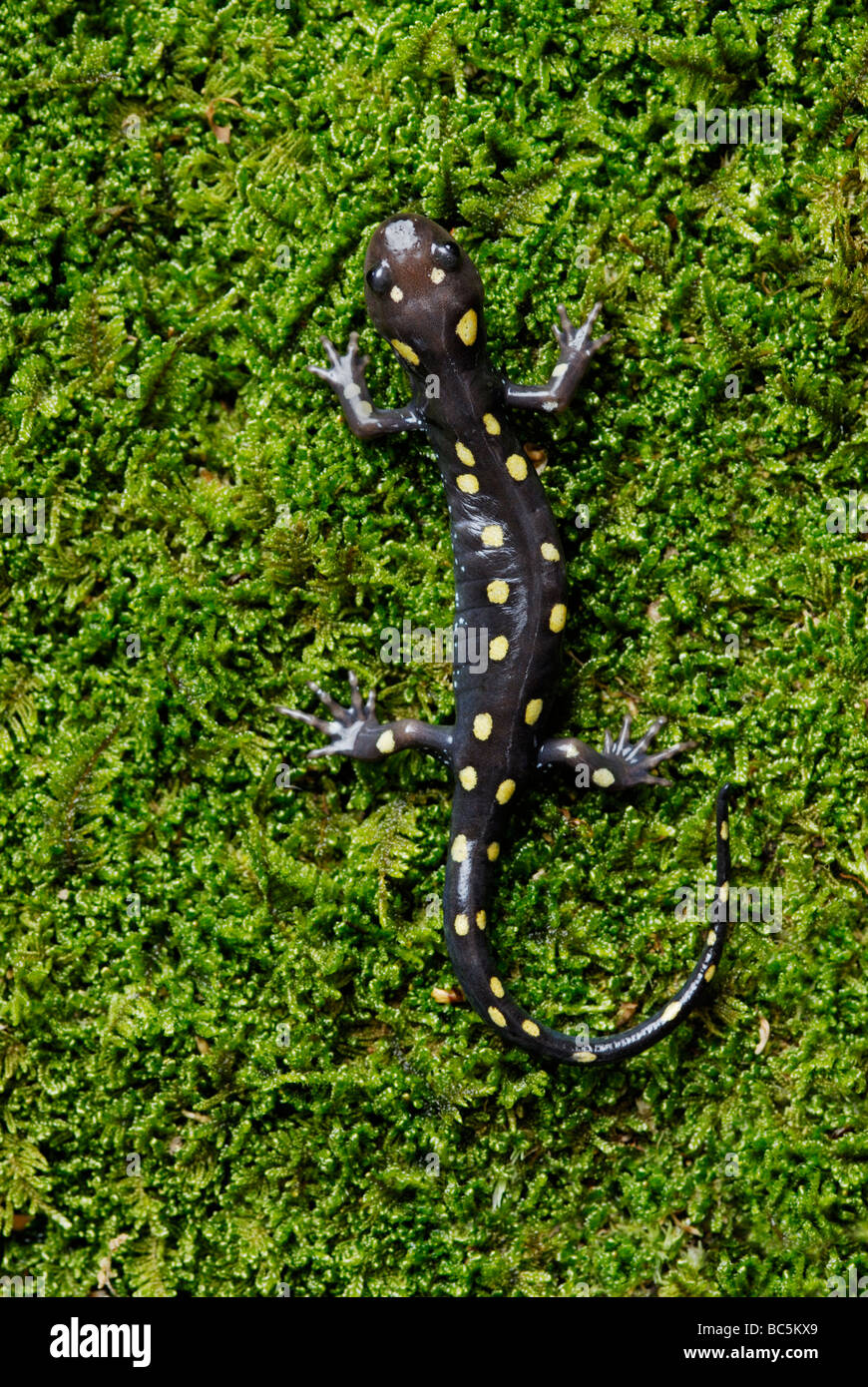 Spotted salamander, Ambystoma maculatum, on moss Stock Photo