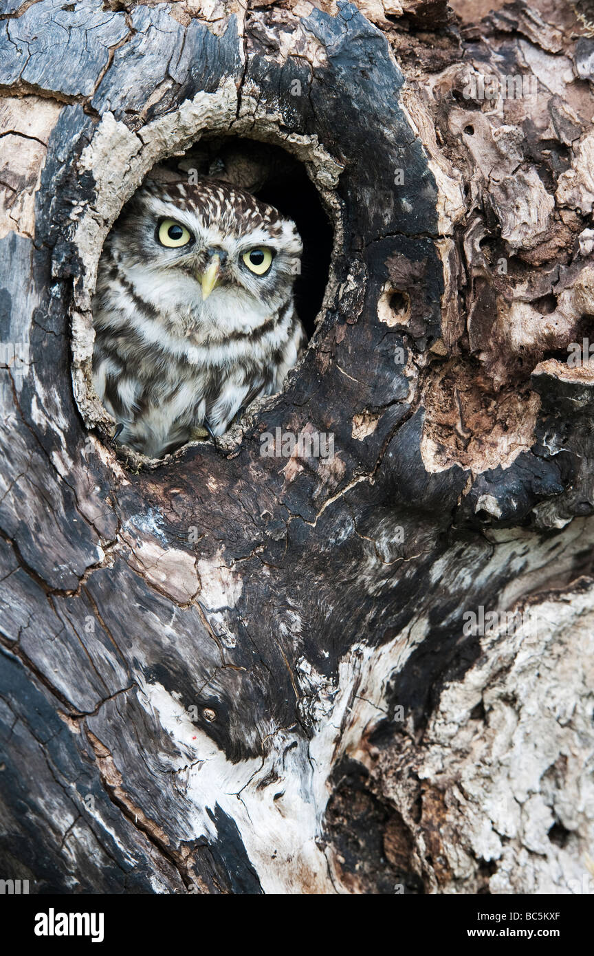 Athene noctua. Little owl in a tree hollow in the english countryside Stock Photo