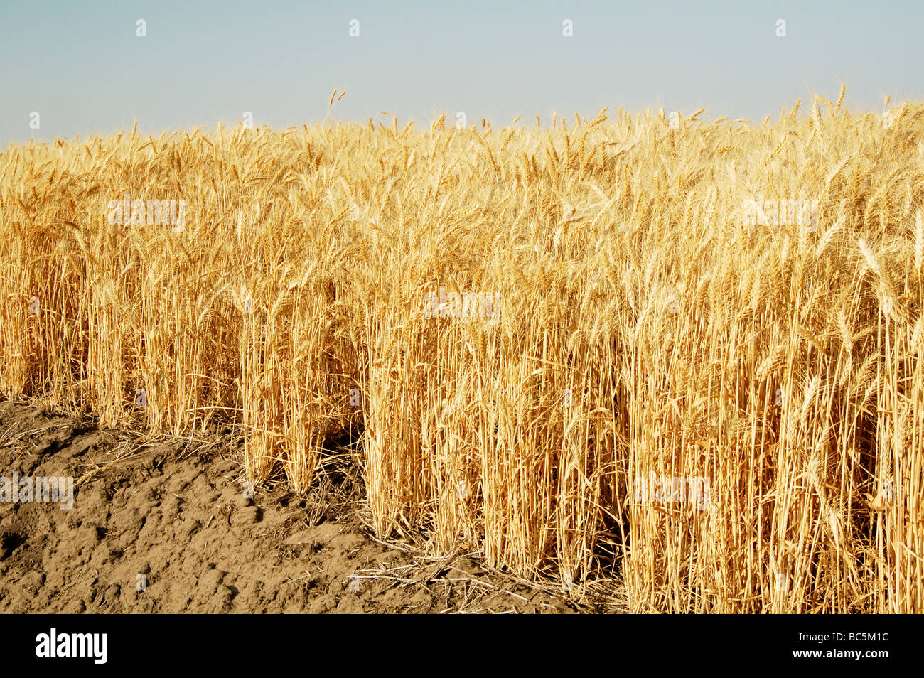 Ripe wheat ready for harvest in the Palouse area of southeastern