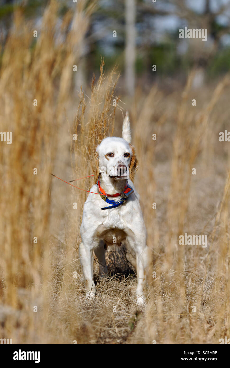 English Setter on Point During Bobwhite Quail Hunt in the Piney Woods