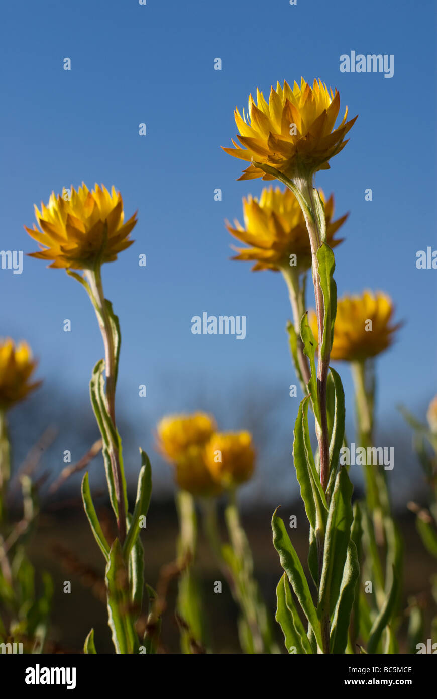 Summer daisies Stock Photo