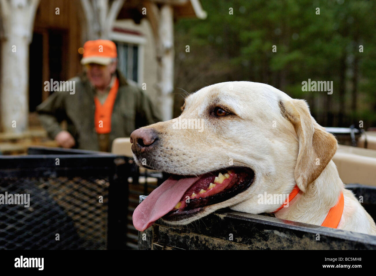 Yellow Labrador Retriever on Hunting Rig with Hunter Behind at Buckeye Plantation in Georgia Stock Photo