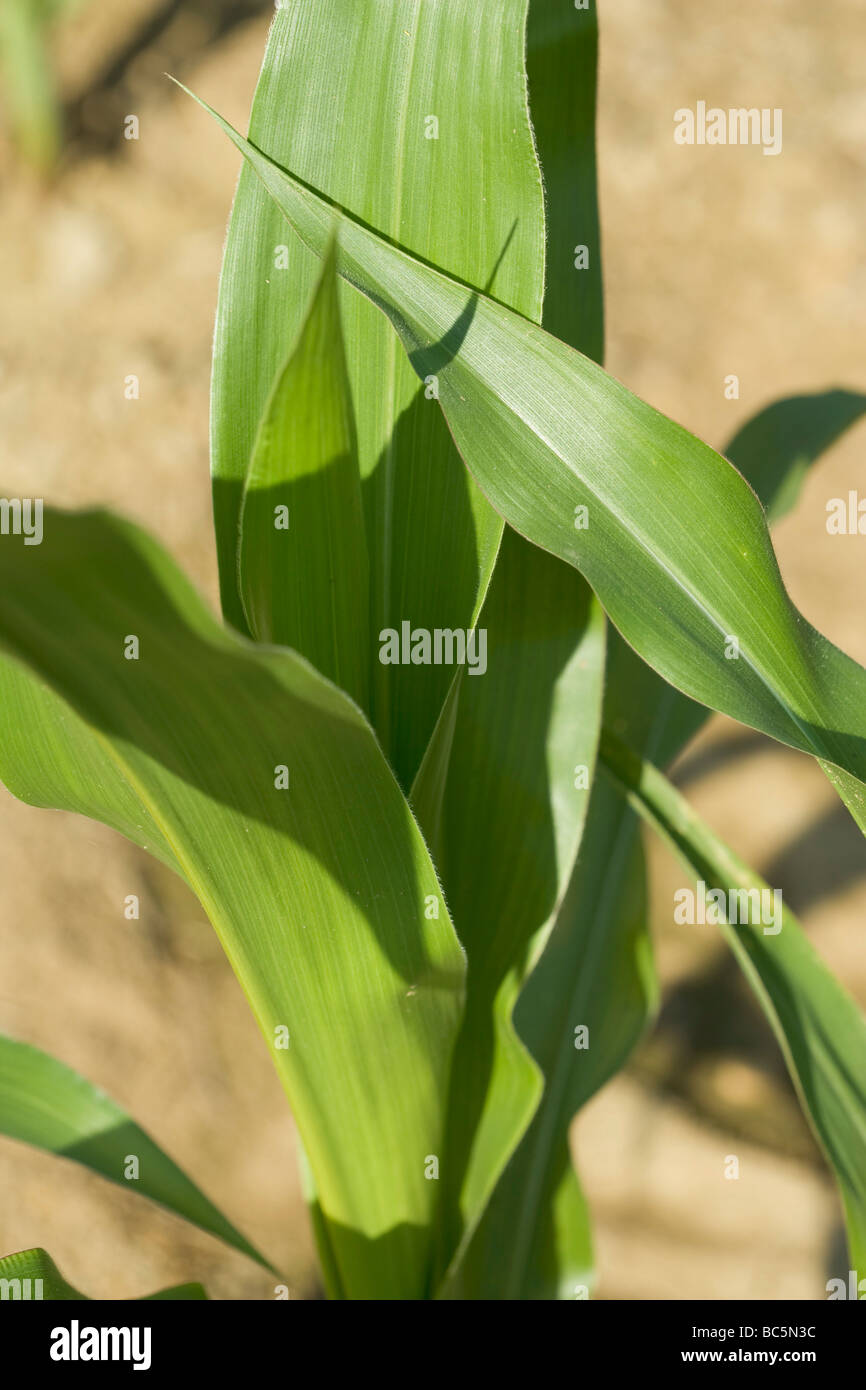 Sports! - Maize main image 0