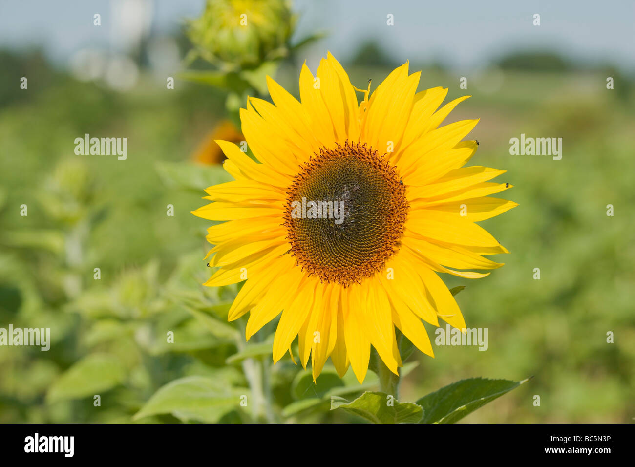 Sunflower in the field Stock Photo - Alamy
