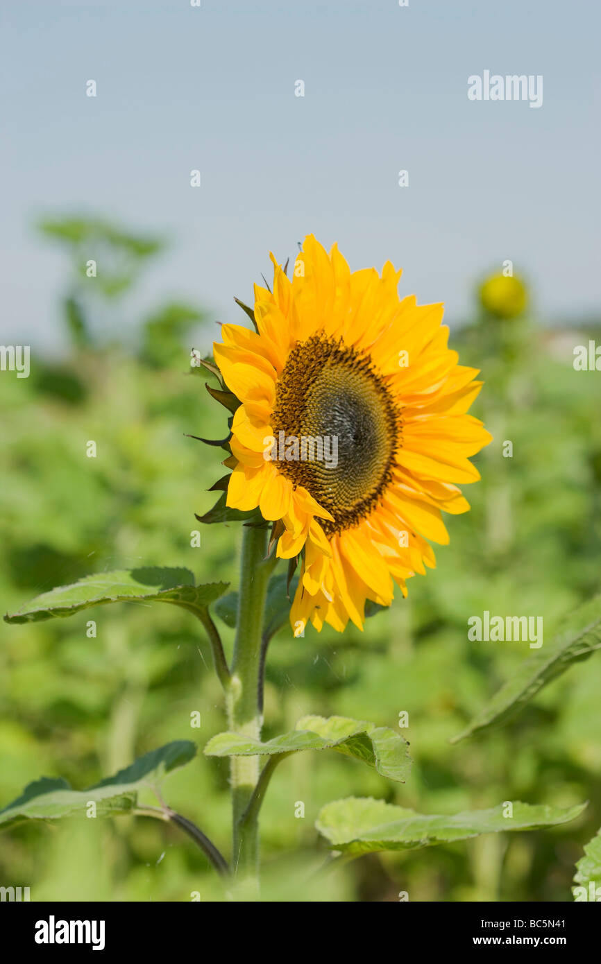 Sunflower in the field Stock Photo - Alamy