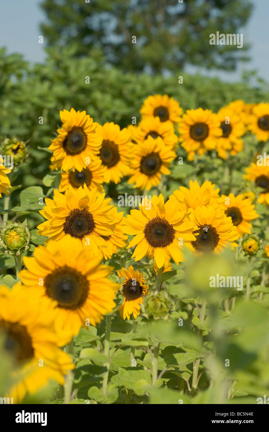Sunflowers in the field Stock Photo - Alamy