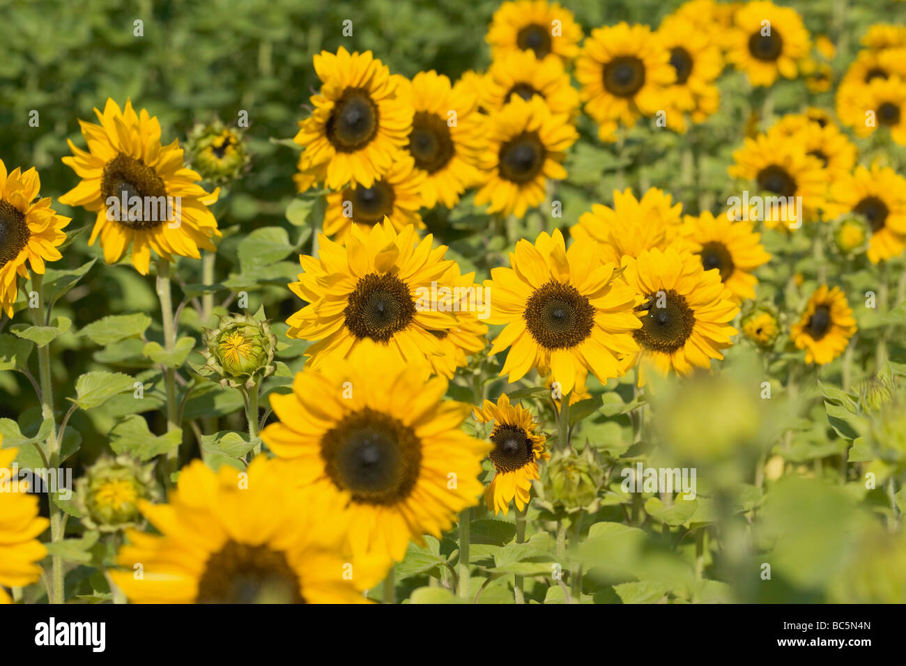 Sunflowers in the field Stock Photo - Alamy