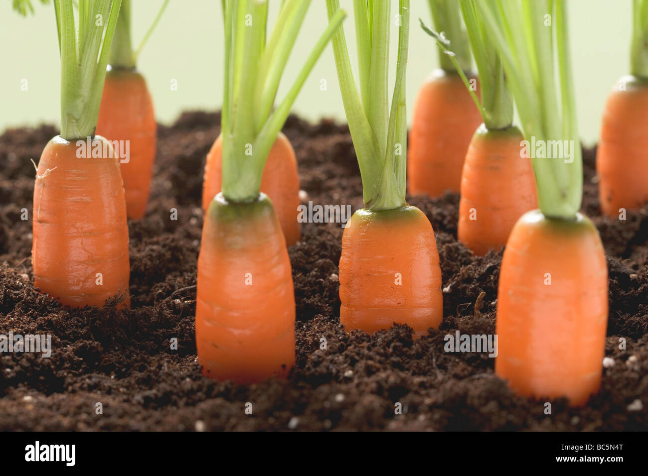 Soil culture hi-res stock photography and images - Alamy