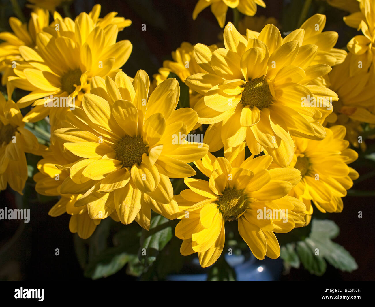 Yellow chrysanthemum flowers Stock Photo Alamy