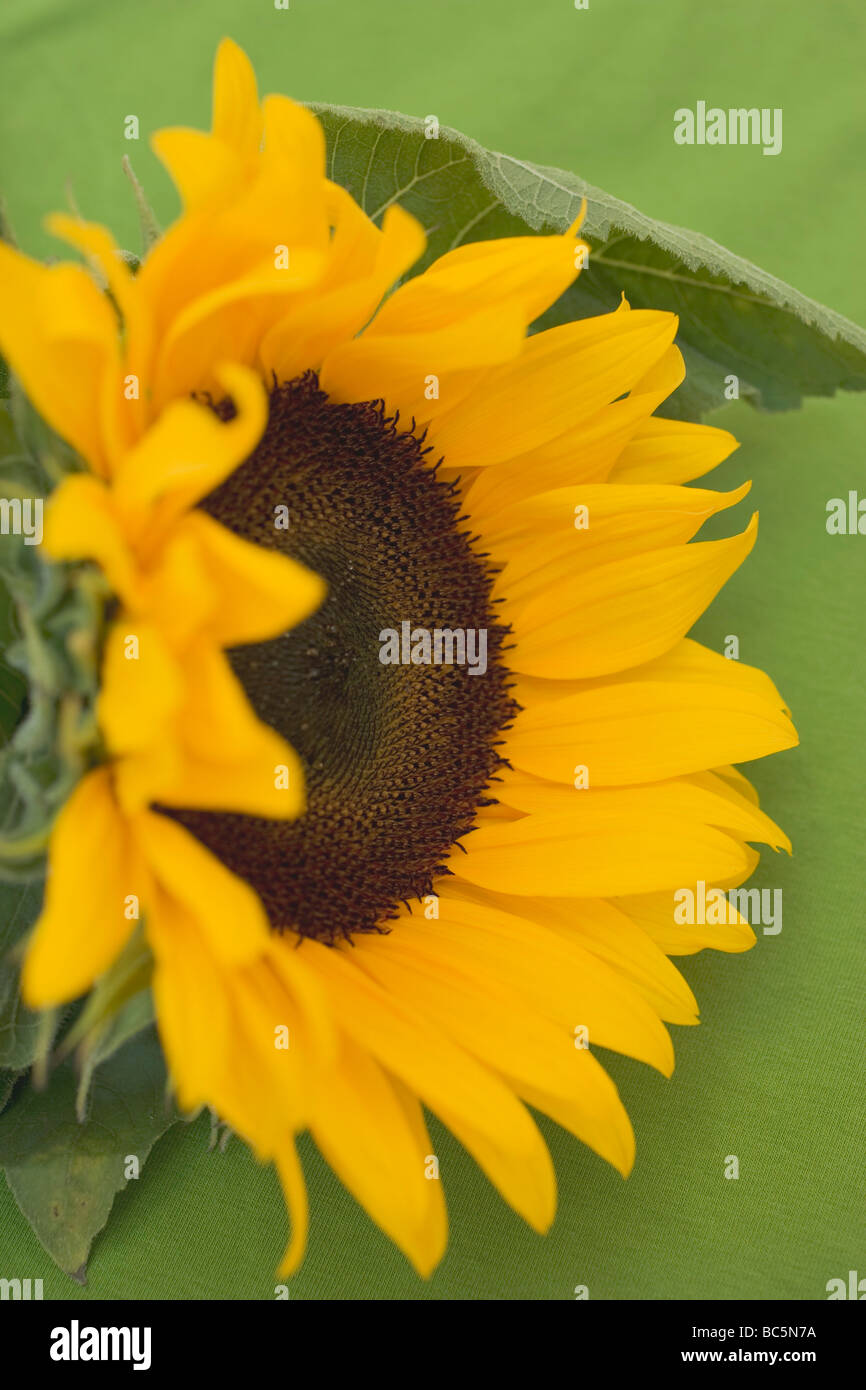 A sunflower against a green background Stock Photo - Alamy
