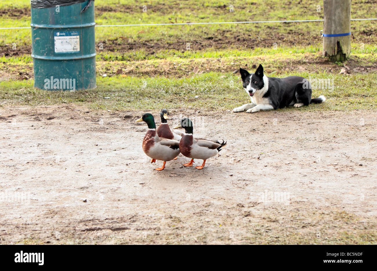 What Dog Breeds Are Good To Herd Ducks