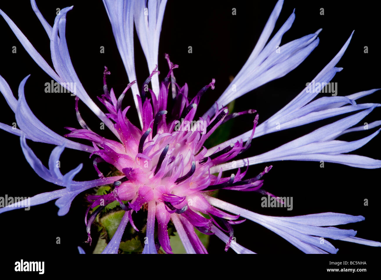 Close up of Perrenial cornflower showing the pollen grains being deposited by the anthers Stock Photo