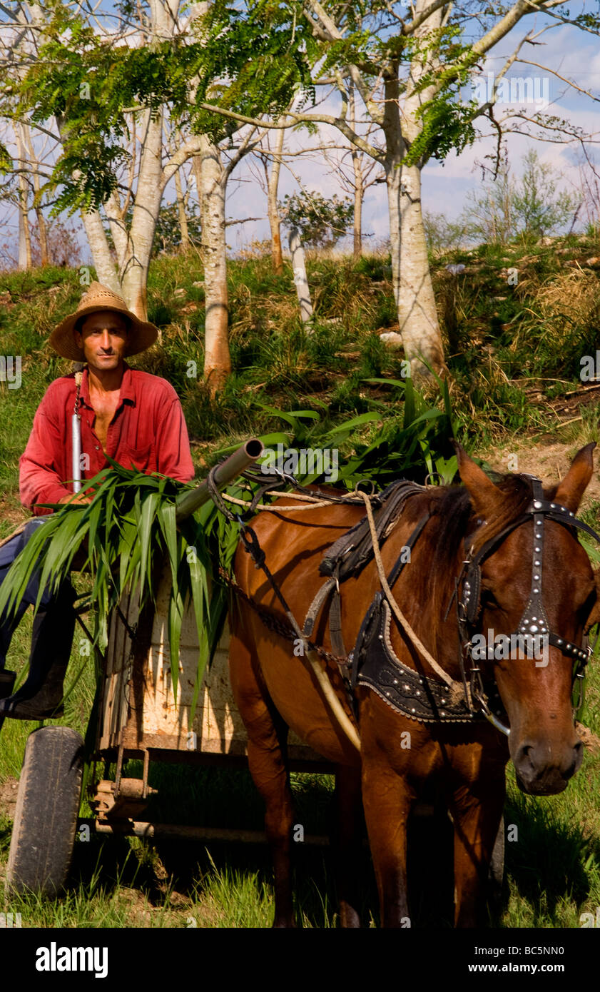 Farmer in red shirt and straw hat riding horse carriage with crops in