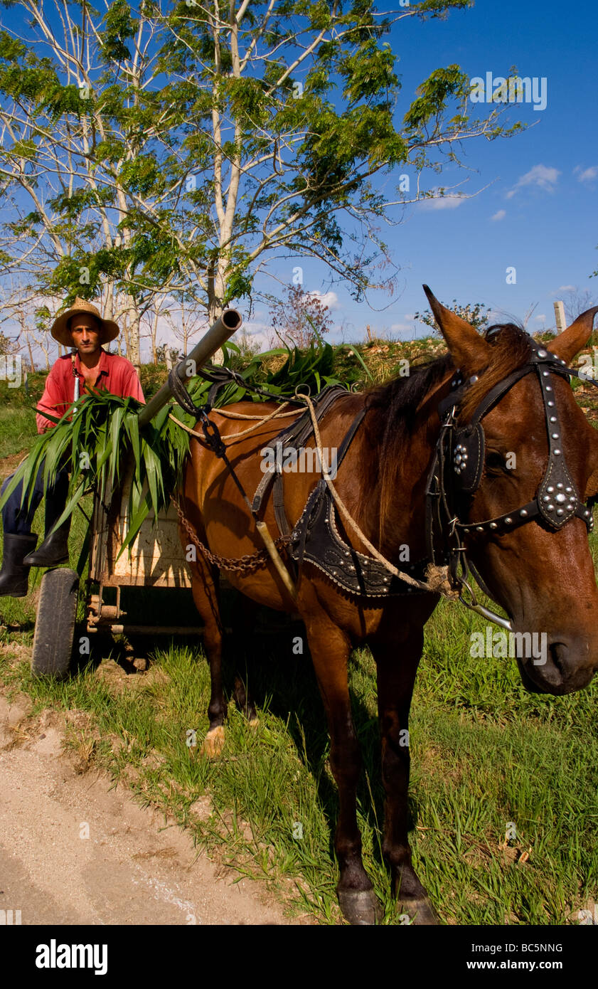 Farmer in red shirt and straw hat riding horse carriage with crops in