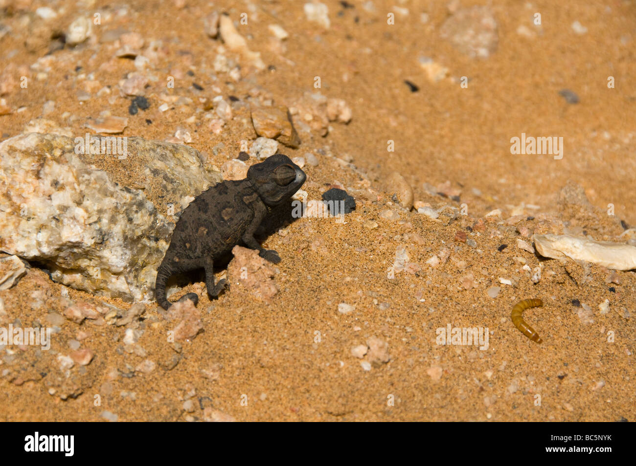Namaqua chameleon eyeing a worm along the Skeleton Coast in Namibia Stock Photo