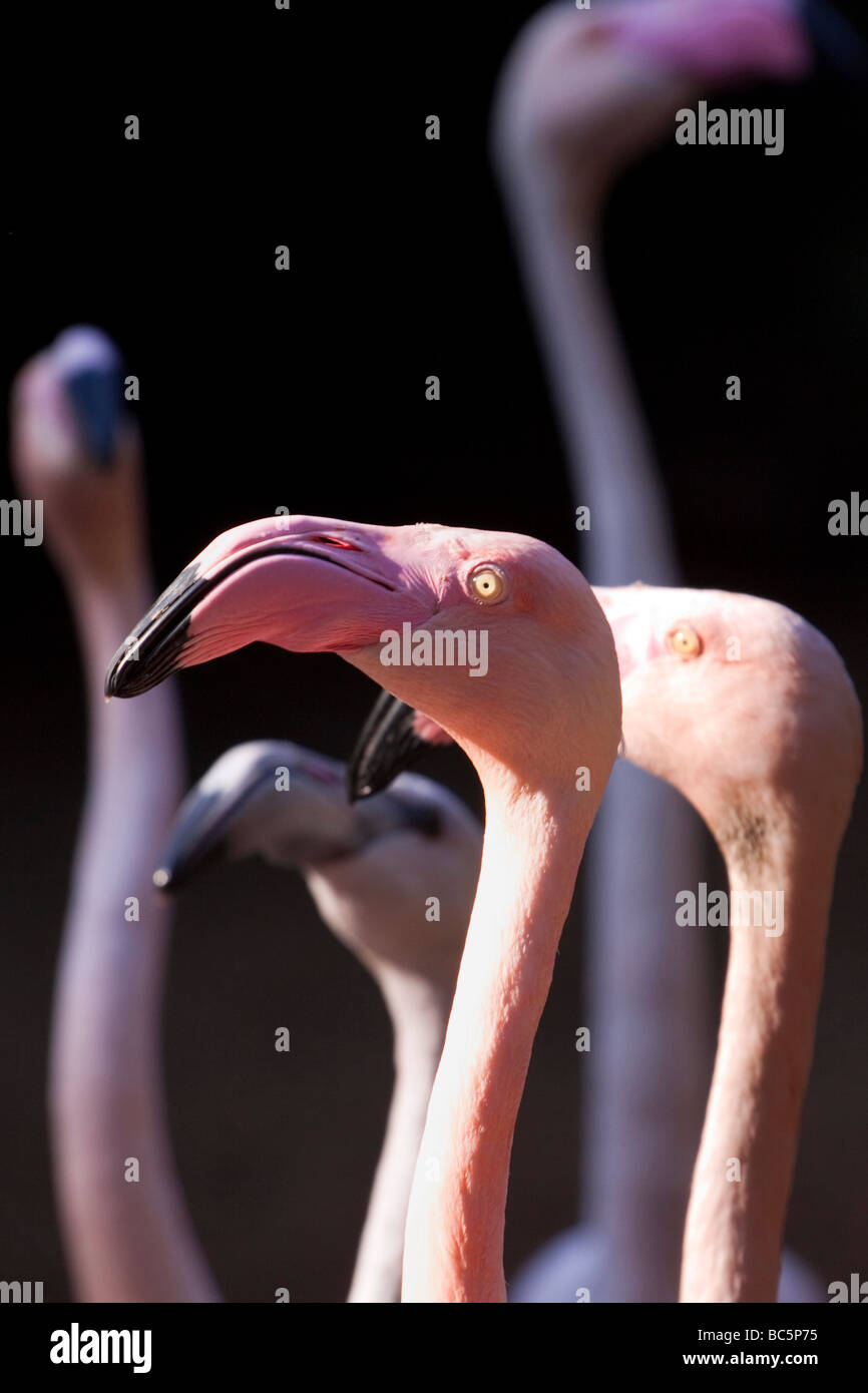 A group of Greater Flamingos. Family: Phoenicopteridae, Genus: Phoenicopterus, Species: roseus. South Africa. Stock Photo