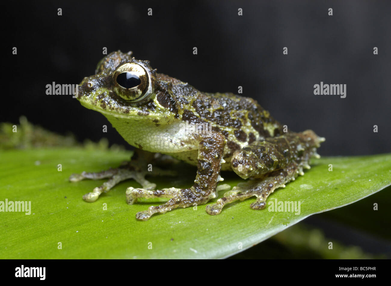 Everett’s Flying Frog, Rhacophorus everetti, sitting on a leaf. Stock Photo