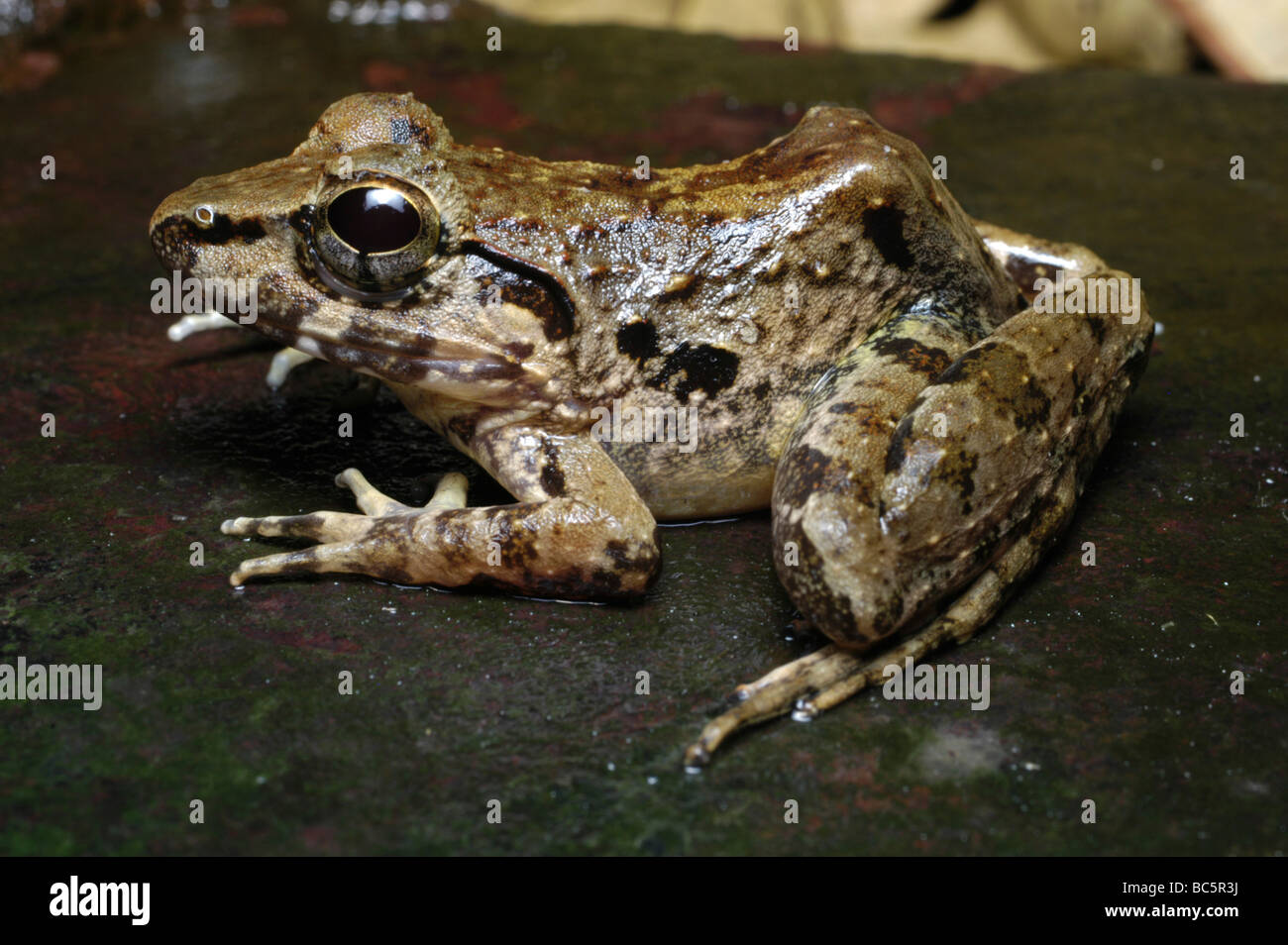 Juvenile Borneo Giant Frog, Limnonectes leporinus - a species hunted by locals for meat Stock Photo