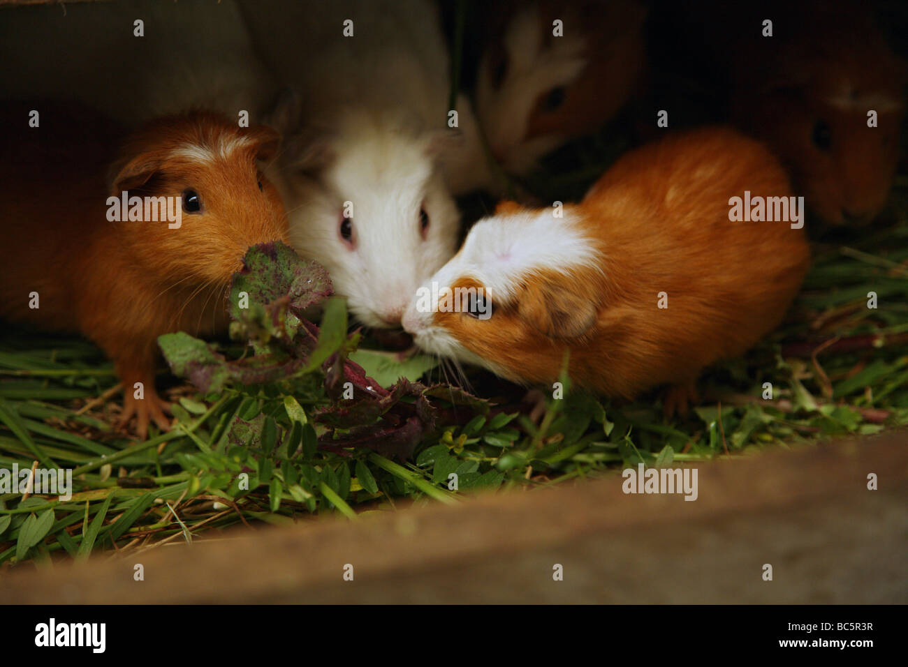 Ecuador, Hacienda Manteles, Guinea pigs (Cavia aperea) Stock Photo