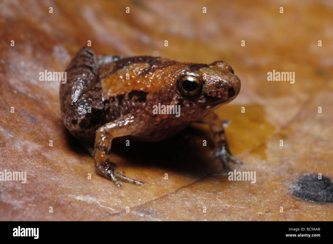 Labang Forest Rice Frog, Microhyla perparva, on a leaf. This species is very small - just 12mm. Stock Photo