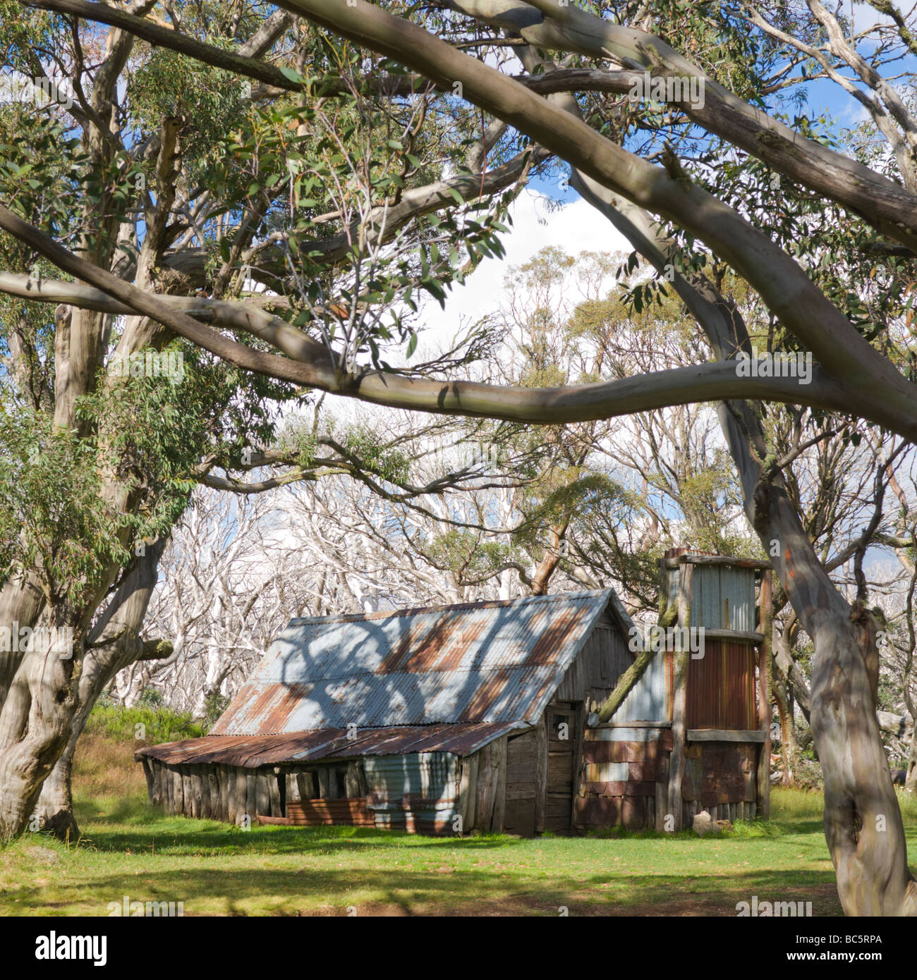 Wallace's Hut, Victoria, Australia viewed through snow gums Stock Photo