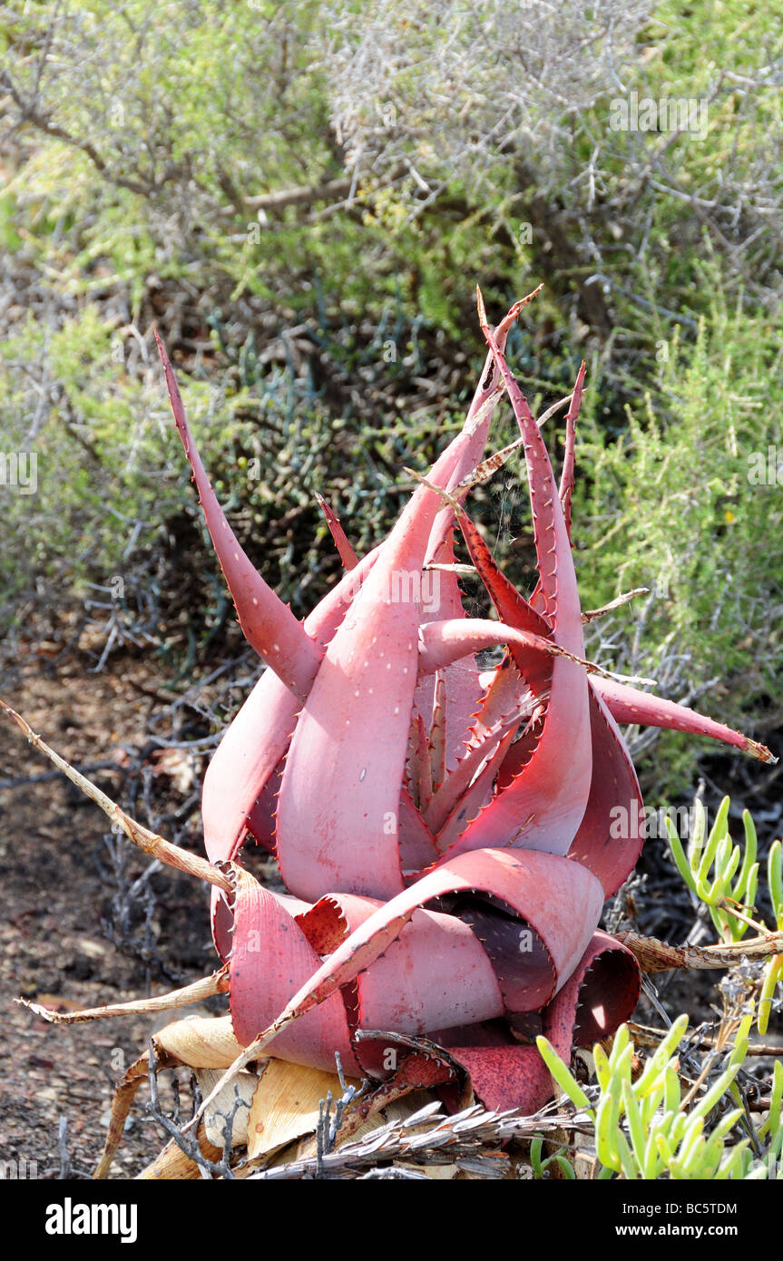 Ferrous Aloe Garden route Western Cape south Africa Stock Photo
