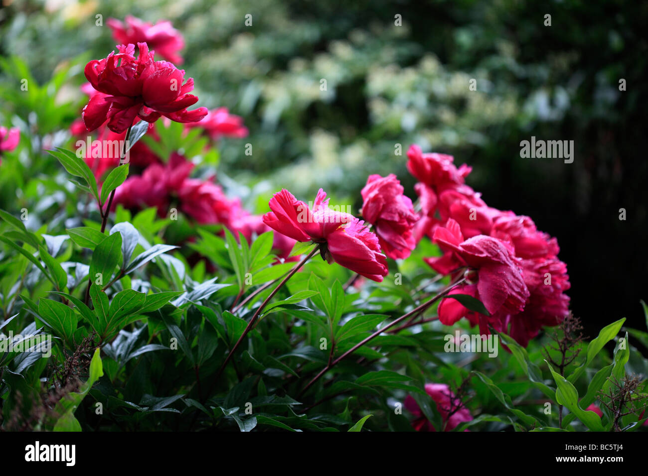 Peonies - after the rain Stock Photo