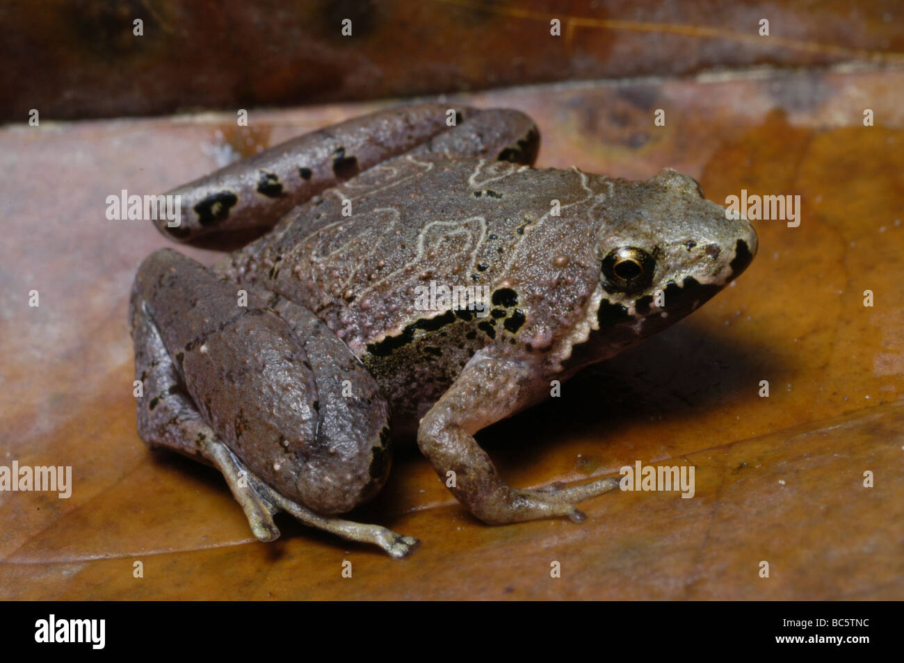 Borneo Narrow-mouthed Frog, Microhyla borneensis Stock Photo