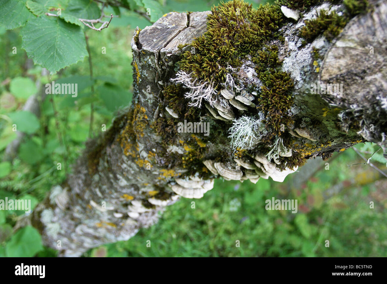 Mushrooms and mosses on tree Stock Photo