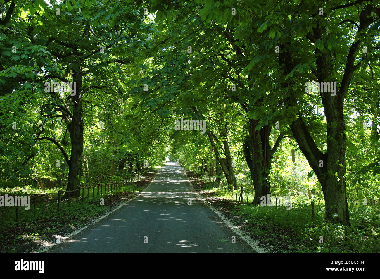 avenue of trees, Withcote, Leicestershire, England, UK Stock Photo