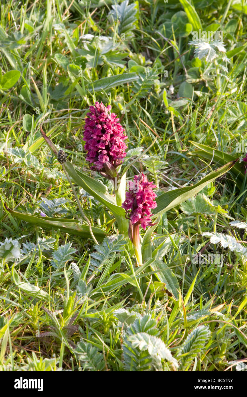 Marsh orchids on the Balranald RSPB reserve, North Uist, Scotland Stock Photo