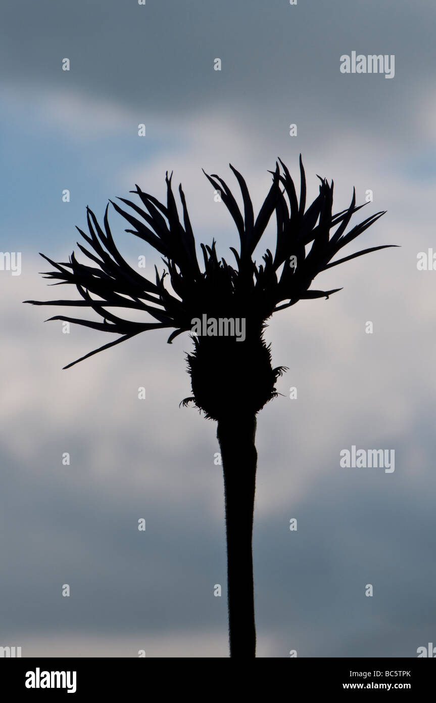 Perrenial cornflower silhouetted against the sky Stock Photo