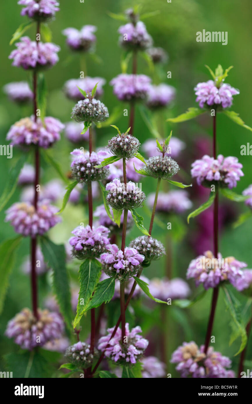 Phlomis purpurea Stock Photo